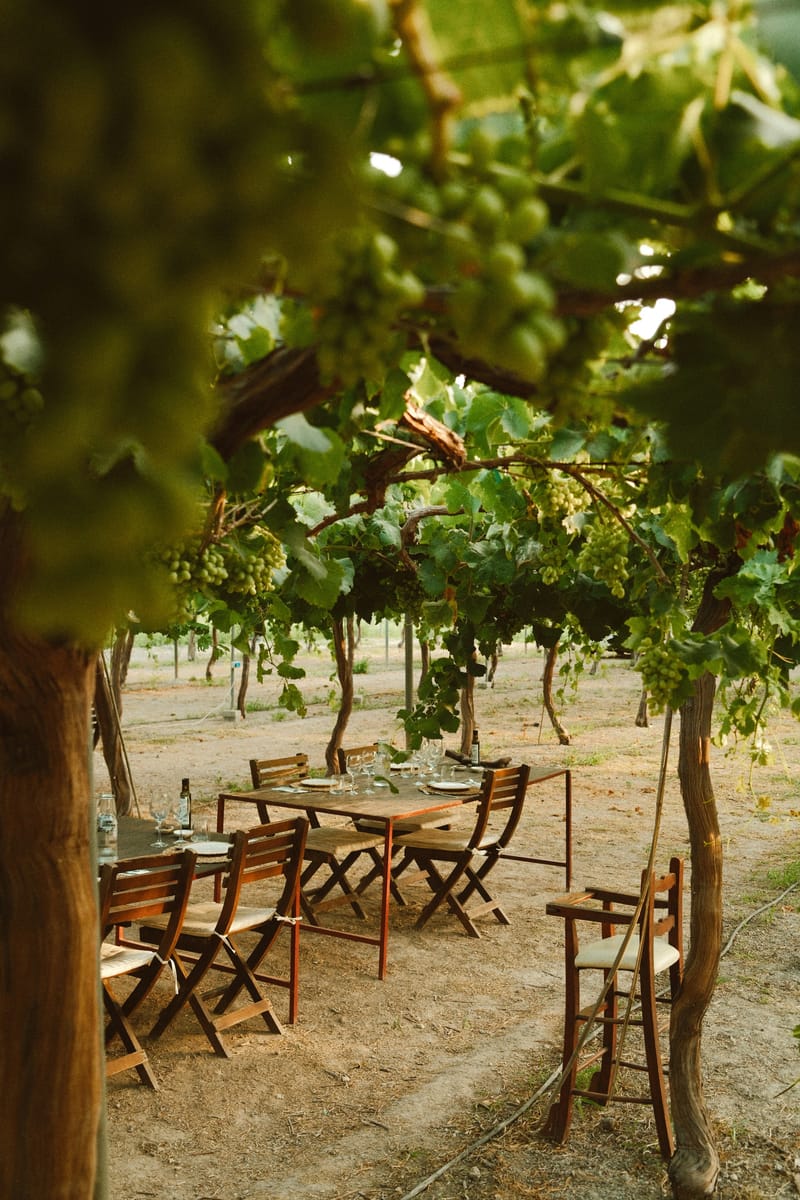 Grapevines in the Andalusian countryside